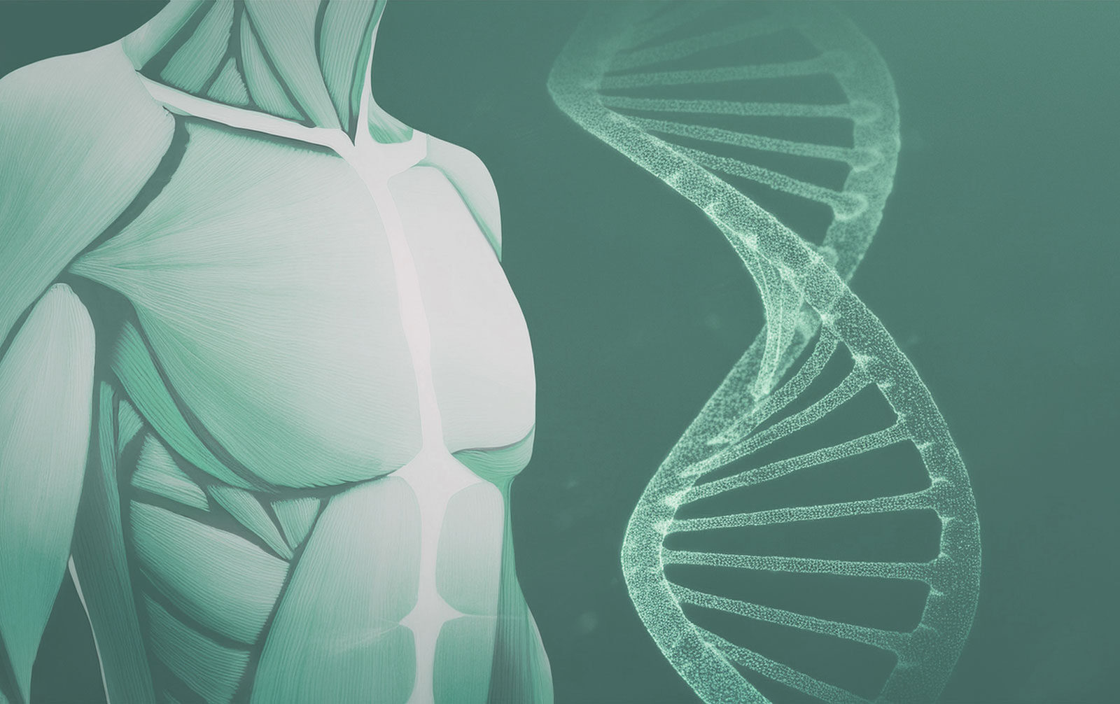 Illustration eines menschlichen Oberkörpers mit hervorgehobenen Muskeln; daneben eine stilisierte DNA-Doppelhelix.